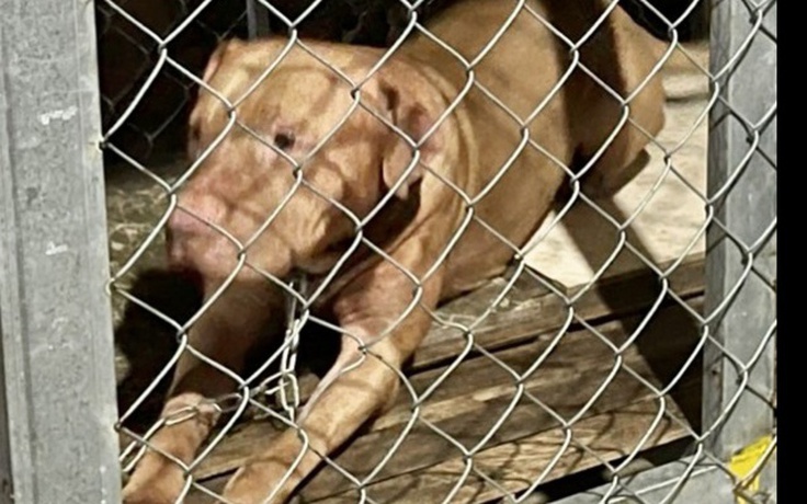 Khẩn cấp cấm nuôi chó Pitbull