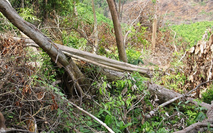 Kiểm tra hàng chục ha rừng trồng chết bất thường