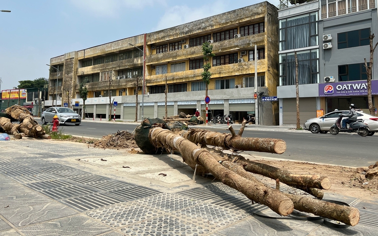 Tiếp tục thay thế 65 cây chết khô trên đường Huỳnh Thúc Kháng kéo dài