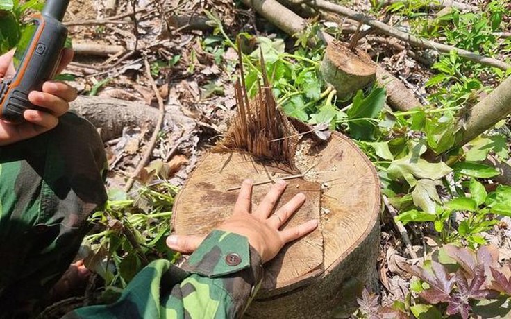 Quảng Trị: Khai thác rừng trồng, chặt luôn rừng tự nhiên