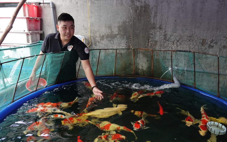 Chàng trai gác bằng kỹ sư xây dựng, đầu tư nuôi cá Koi