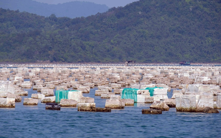 Quảng Ninh: Cơ sở nuôi trồng thủy sản uy hiếp vùng lõi vịnh Hạ Long Quảng Ninh: Cơ sở nuôi trồng thủy sản uy hiếp vùng lõi vịnh Hạ Long
