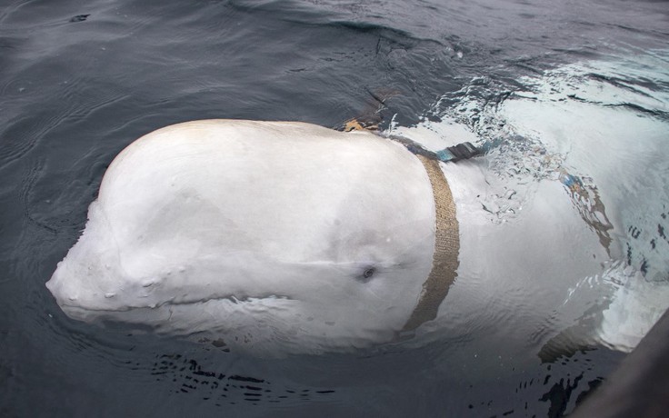 ‘Đặc vụ cá voi Nga’ xuất hiện ngoài khơi bờ biển Thụy Điển