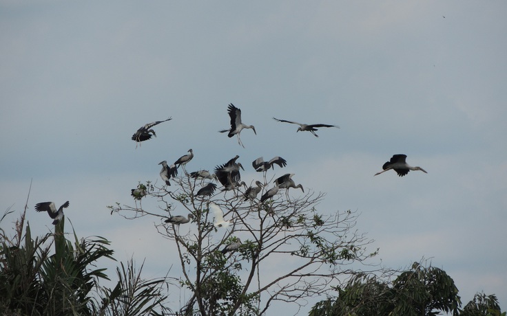 Vĩnh Long: Mở rộng vườn chim vạc ở xã Tân Mỹ lên 5 ha