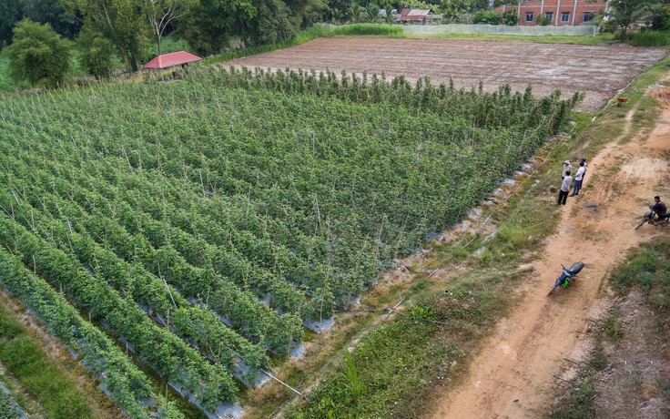 Tây Ninh: Đất tối thiểu được tách thửa ở nông thôn là 50 mét vuông