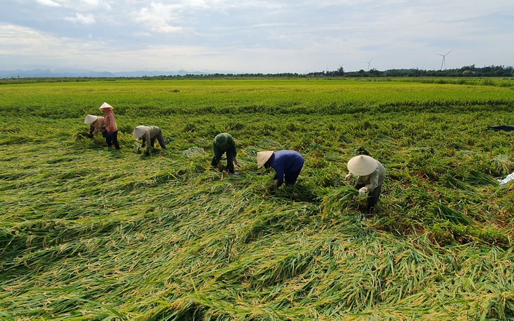 Nông dân Quảng Bình khắc phục hậu quả sau trận giông lốc bất ngờ