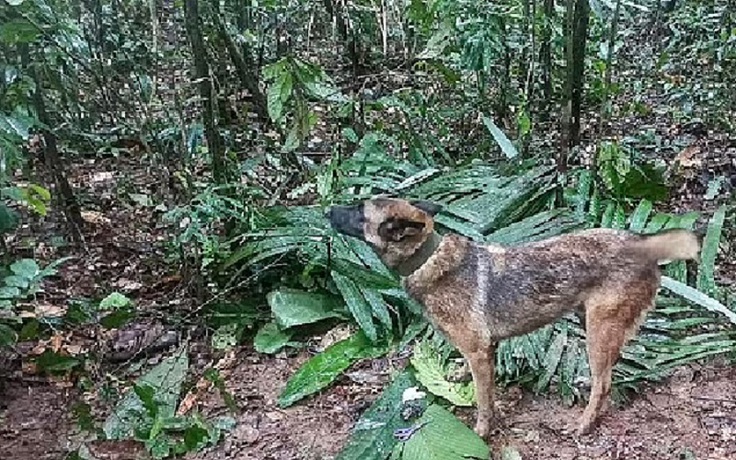 Chó cứu hộ mất tích sau khi giúp tìm thấy 4 đứa trẻ ở rừng rậm Amazon