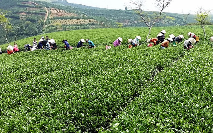 Ngành chè Lâm Đồng không bị ảnh hưởng