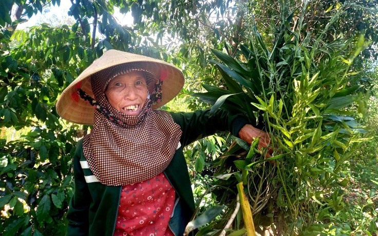 Tết Đoan Ngọ: Tục hái lá mùng 5 của làng quê xứ Quảng