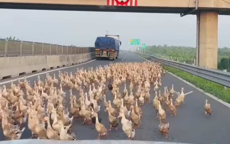 Hàng trăm con vịt ‘đại náo’ đường cao tốc Trung Lương - Mỹ Thuận