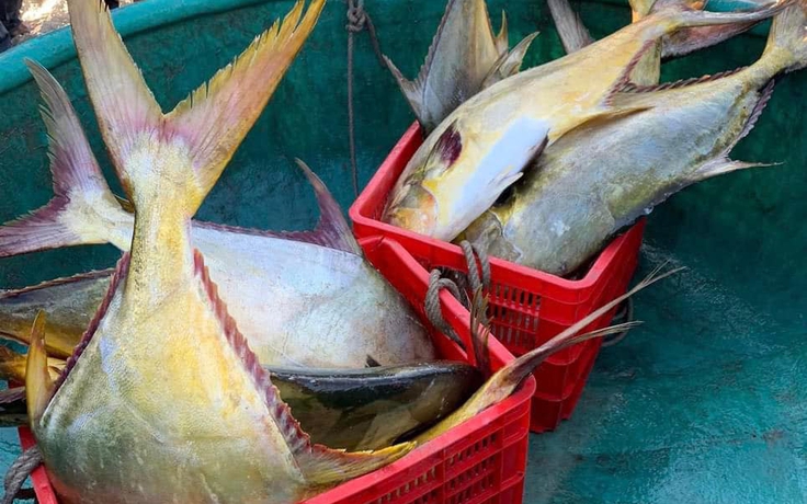 Ngư dân Hà Tĩnh trúng đậm mẻ cá chim vàng trị giá gần 600 triệu đồng