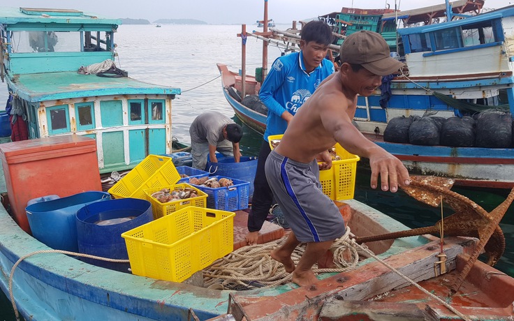 Kiên Giang: Cấm khai thác nghêu lụa, sò huyết ven bờ biển 6 tháng