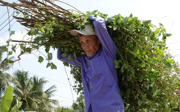 Chuyện tử tế: Lão nông miền Tây hơn 40 năm sưu tầm dược liệu cứu người