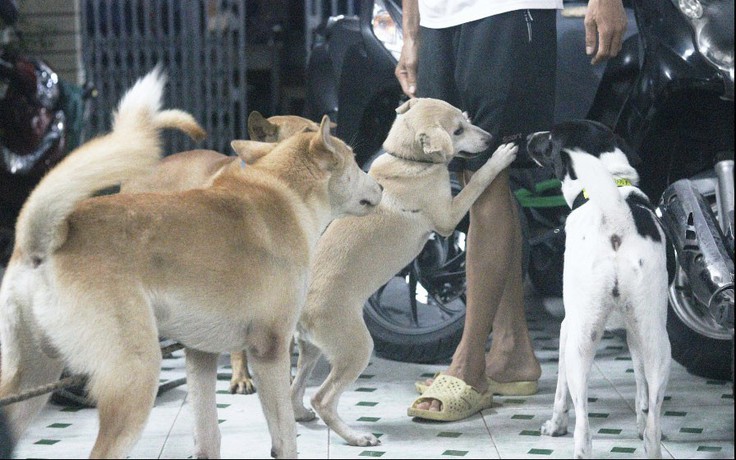 Những người hết lòng cưu mang chó mèo: 'Mong hạn chế việc ăn thịt chó'