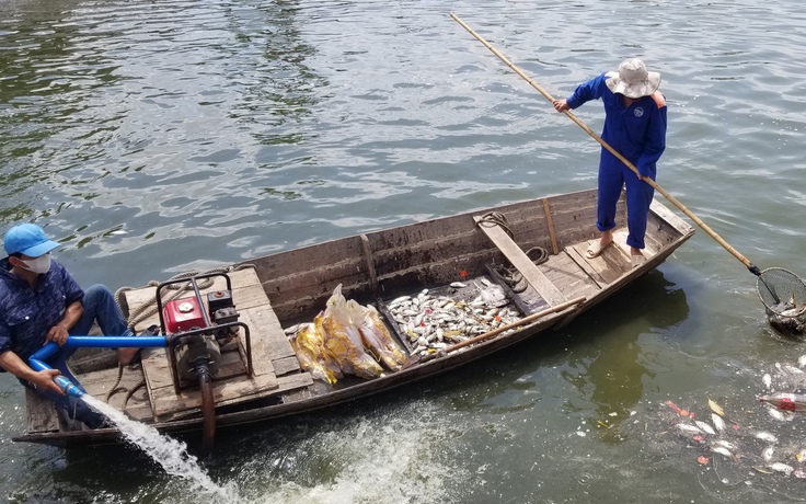 Hải Phòng: Cá chết hàng loạt, hồ An Biên bốc mùi hôi tanh nồng nặc