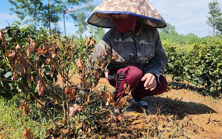 Người Hà Tĩnh loay hoay cứu cây chè đang héo rũ vì nắng nóng