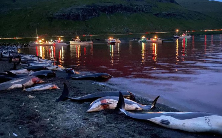 Gần 1.500 con cá heo bị giết trong cuộc săn đẫm máu ở quần đảo Đan Mạch