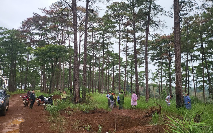 Lại phát hiện khoan lỗ đổ thuốc độc hạ sát rừng thông ở H.Bảo Lâm