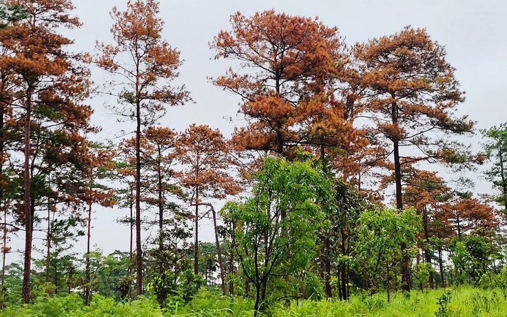 Vụ hạ độc rừng thông ở Bảo Lâm: Yêu cầu tạm đình chỉ công tác 2 chủ tịch xã