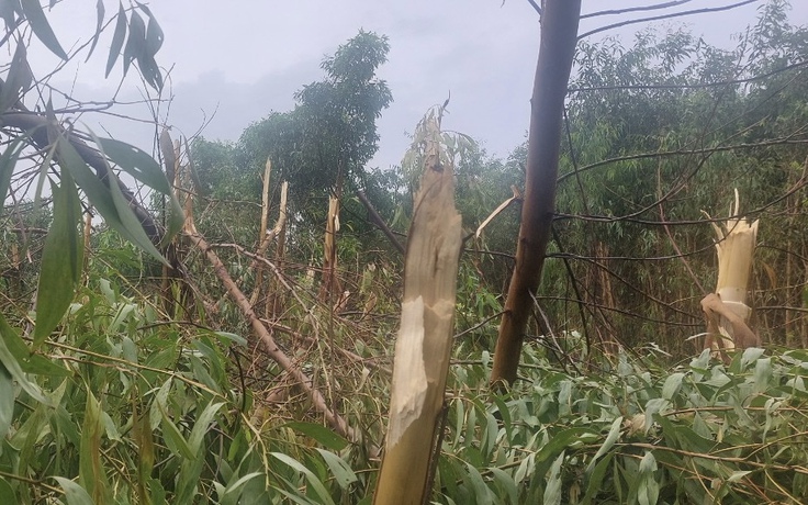 Cà Mau: Hơn 114 ha diện tích rừng bị đổ ngã do bão số 1