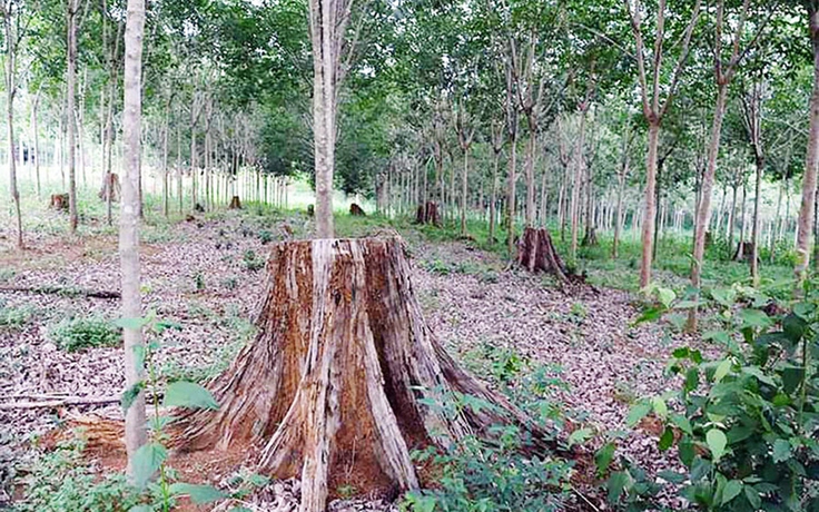 Lâm Đồng: Khai trừ Đảng nguyên Bí thư Đảng ủy, nguyên Giám đốc Sở NN-PTNT