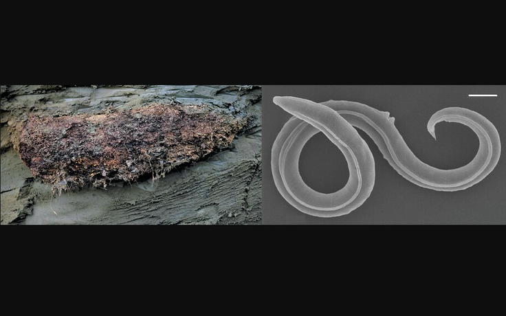 Hồi sinh giun đũa 46.000 năm tuổi trong tầng băng vĩnh cửu Siberia
