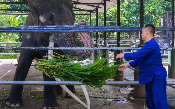Thái Lan đòi lại voi sau 22 năm tặng Sri Lanka