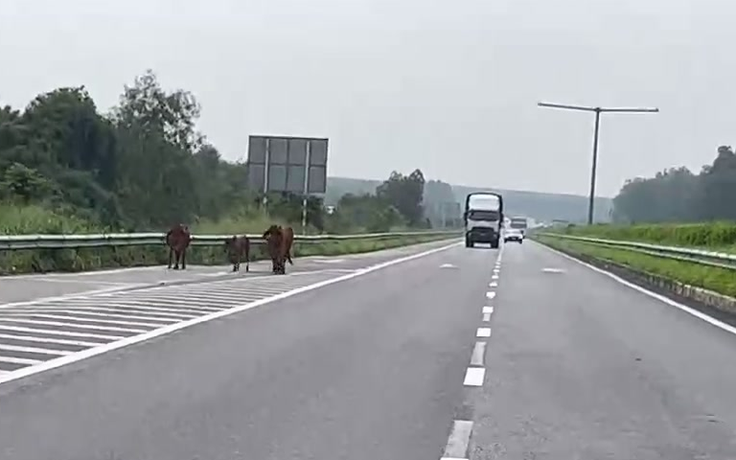 Hoảng hồn vì đàn bò đi 'dạo' trên cao tốc TP.HCM - Long Thành - Dầu Giây
