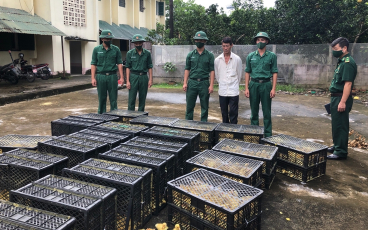 Bắt nghi phạm vận chuyển hơn 8.000 vịt giống nhập lậu từ Trung Quốc