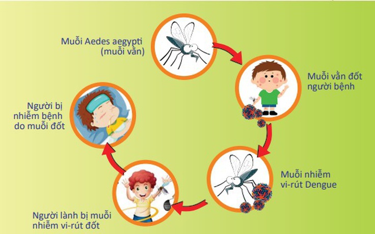 TP.HCM: Số ca sốt xuất huyết tăng 19% so với trung bình 4 tuần trước