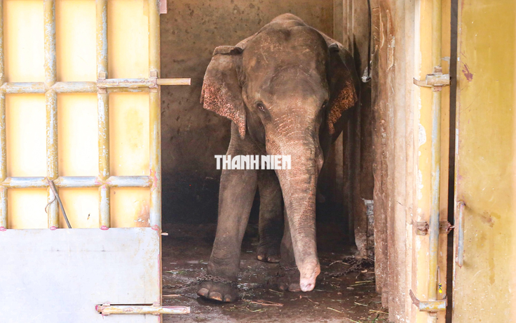 Con voi ở Thiên Đường Bảo Sơn bị xích chân, nhốt trong chuồng