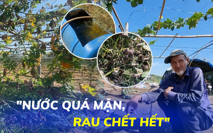 Rau cứ tưới nước là héo vàng, cháy lá: Người dân ngậm ngùi bỏ đất hoang chờ mưa