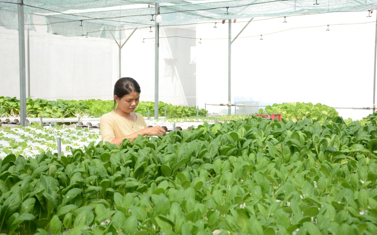 Làm nông giữa lòng TP.HCM, thu hàng chục triệu đồng/tháng Làm nông giữa lòng TP.HCM, thu hàng chục triệu đồng/tháng