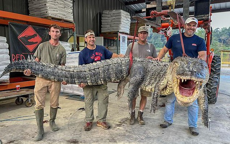 Thợ săn bắt được cá sấu 'quái vật' tại Mississippi