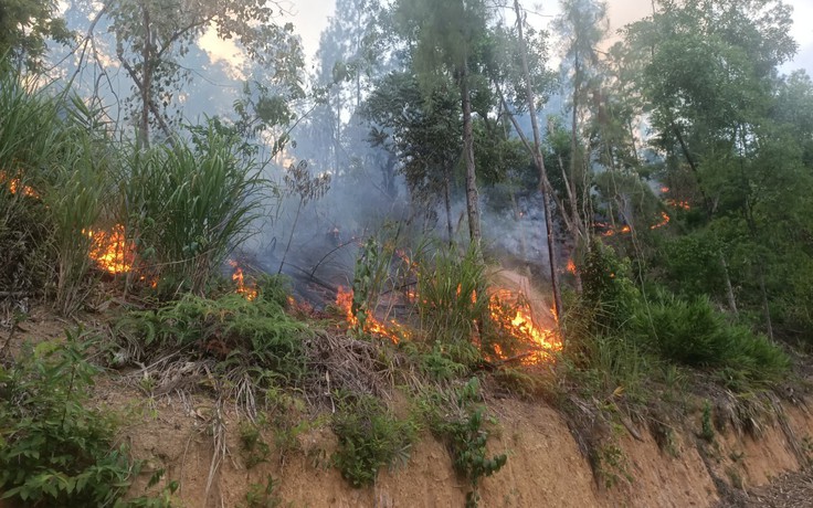 Thừa Thiên - Huế: Điều tra nguyên nhân vụ cháy 4 hecta rừng phòng hộ