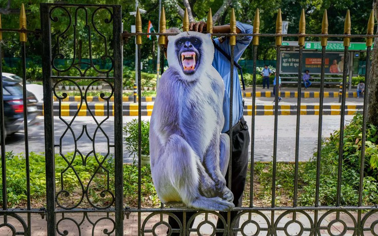 Ấn Độ thuê đội ngũ giả voọc xua khỉ dữ để bảo vệ hội nghị G20