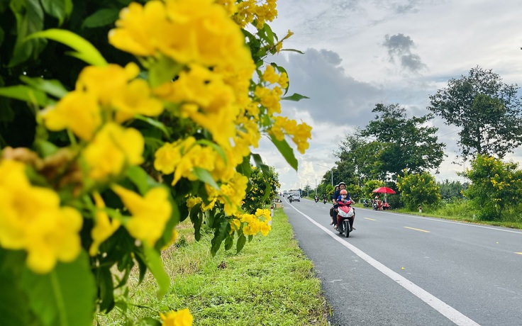 Đường hoa 400 cây hoàng yến nở rực rỡ thu hút bạn trẻ Đường hoa 400 cây hoàng yến nở rực rỡ thu hút bạn trẻ