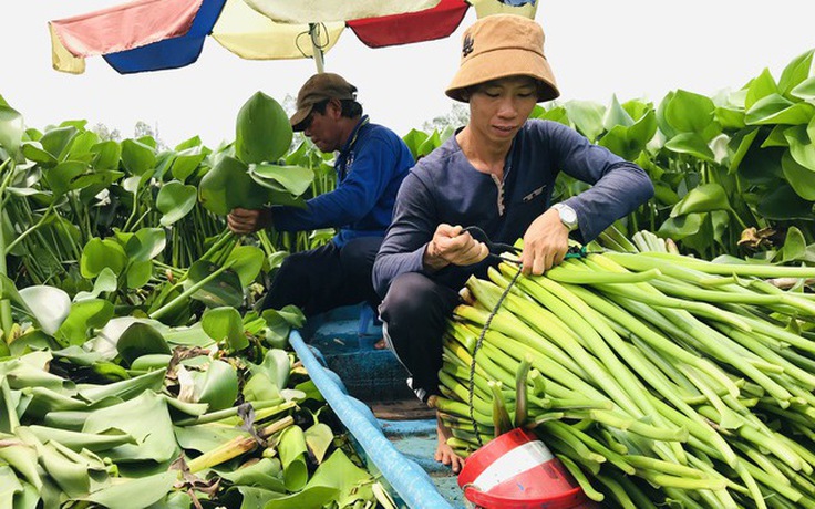 Tác dụng của lục bình trong y học dân gian và lưu ý khi sử dụng