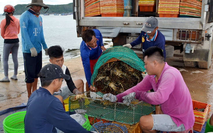 Đưa tôm hùm thành thủy sản nuôi chủ lực