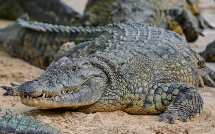 Săn lùng hơn 70 cá sấu xổng chuồng sau lũ lụt ở Trung Quốc