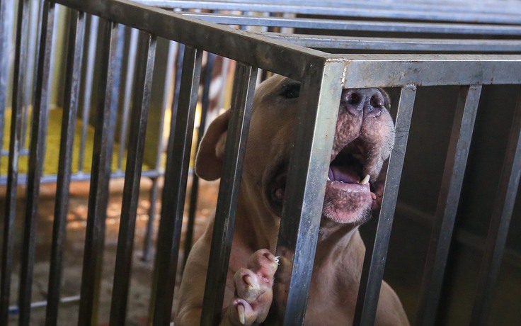 Chó Bully XL bị cấm nuôi ở Anh: Người Việt có nuôi loại chó này không?
