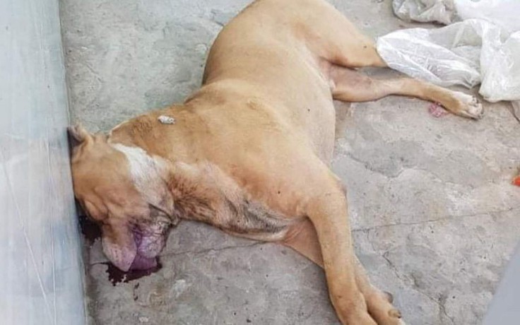Bắc Giang: Bị chó pitbull cắn, 4 người phải nhập viện cấp cứu