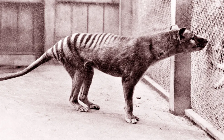Lần đầu tiên phục hồi được ARN của hổ Tasmania tuyệt chủng