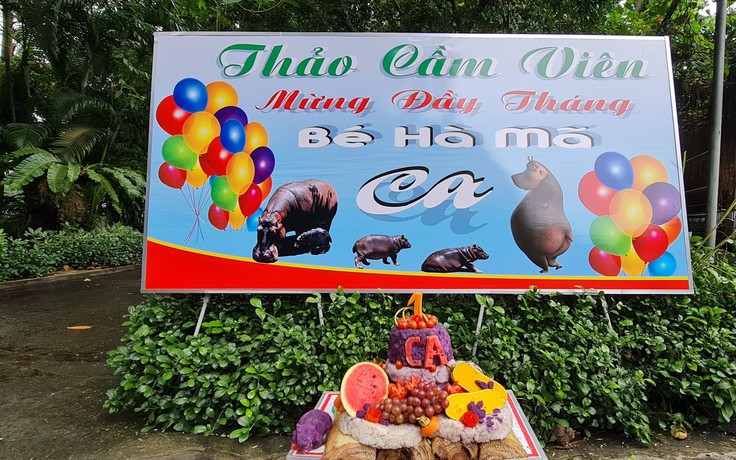 Vì sao bé hà mã ở Thảo Cầm Viên Sài Gòn được đặt tên là Ca?