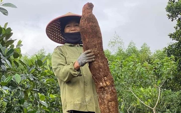 Nông dân Phú Yên đào được củ sắn 'khủng', nặng 15 kg