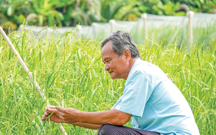 Lão nông miền tây bảo tồn các giống lúa mùa