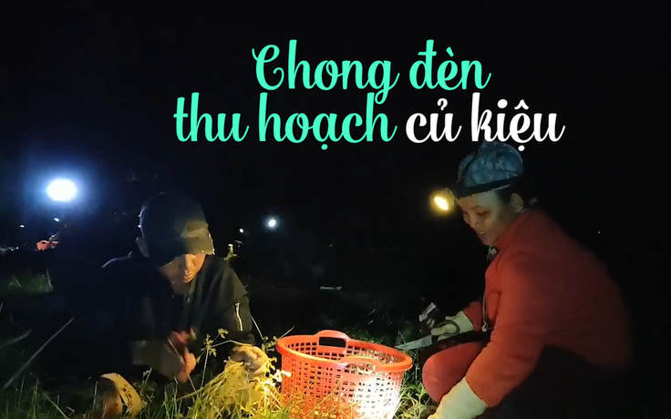 Nông dân Ninh Thuận chong đèn xuyên đêm thu hoạch củ kiệu cho mùa tết