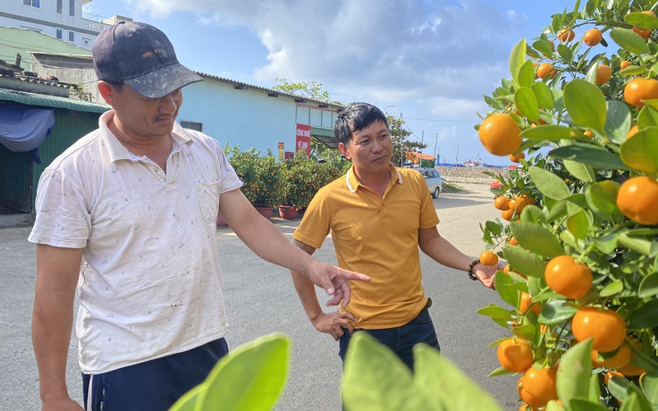 Tết Giáp Thìn 2024: Quất cảnh có mặt trên đảo Lý Sơn, trái sum suê nhờ thời tiết đẹp