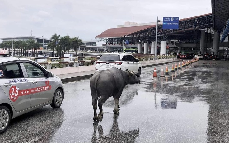 Trâu đi ‘lạc’ vào sân bay Nội Bài