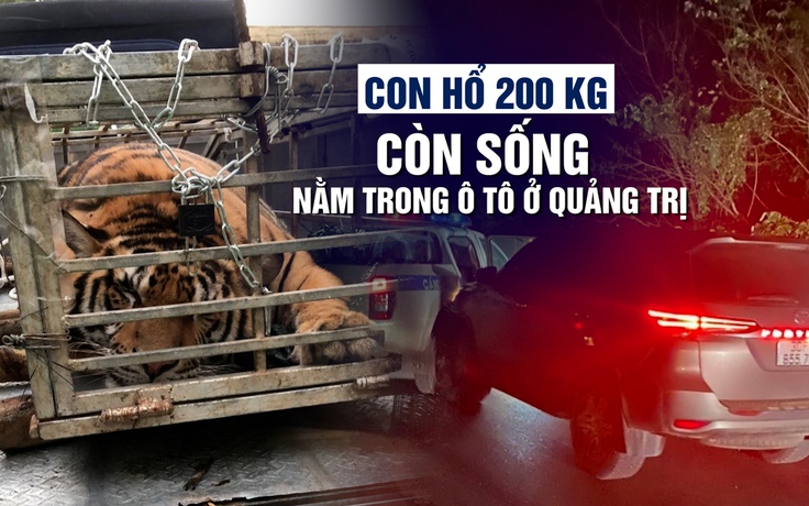 Ngỡ ngàng vì con hổ còn sống nằm trong ô tô ở Quảng Trị